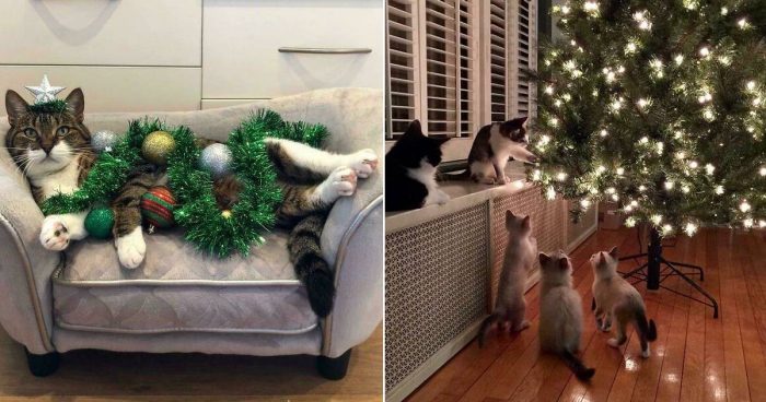 These 15 Funny Cats Made Christmas More Entertaining For Their Owners