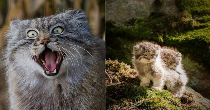 Meet Palla’s Cat, The Most Expressive Cat In The World
