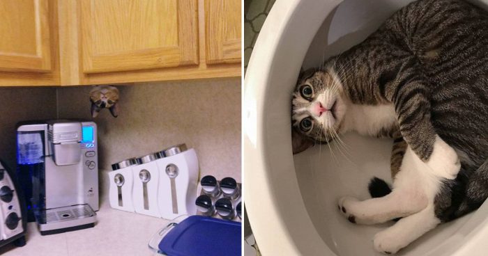 Cat Owners Share The Strangest Places Their Cats End Up (15 Pics)