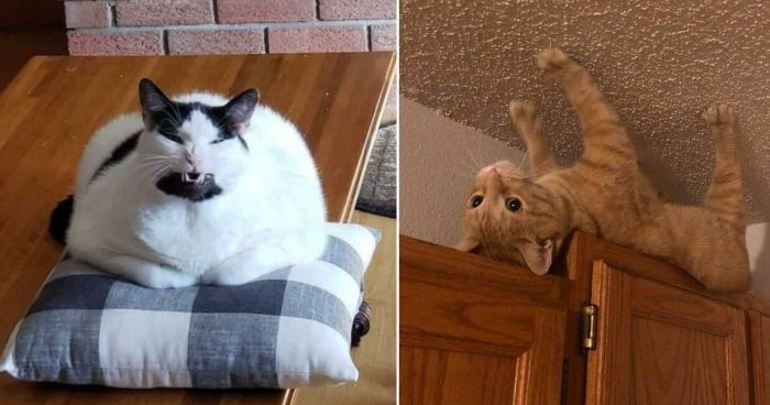 Compilation With The Derpiest Cats Caught On Camera(12 Pics)