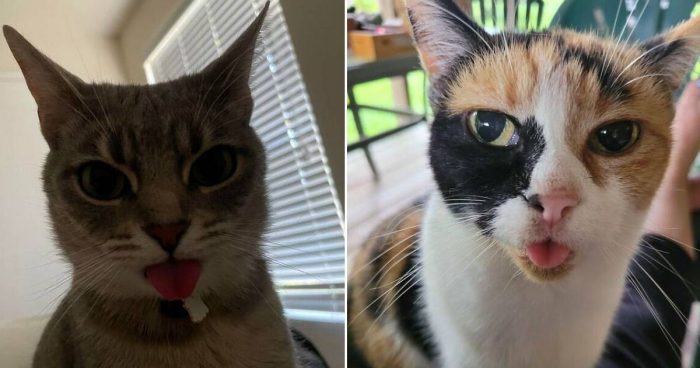 These 15 Cats Forgot To Put Their Tongue Back In For Some Reason