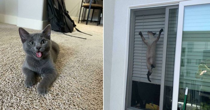 These 15 Cat Photos Are Too Funny And Cute