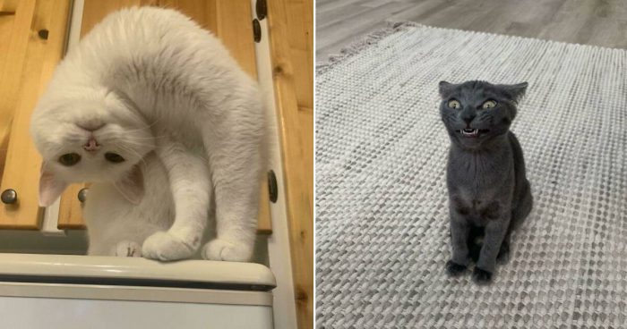 15 Weirdo Cats Exposed By Their Owners