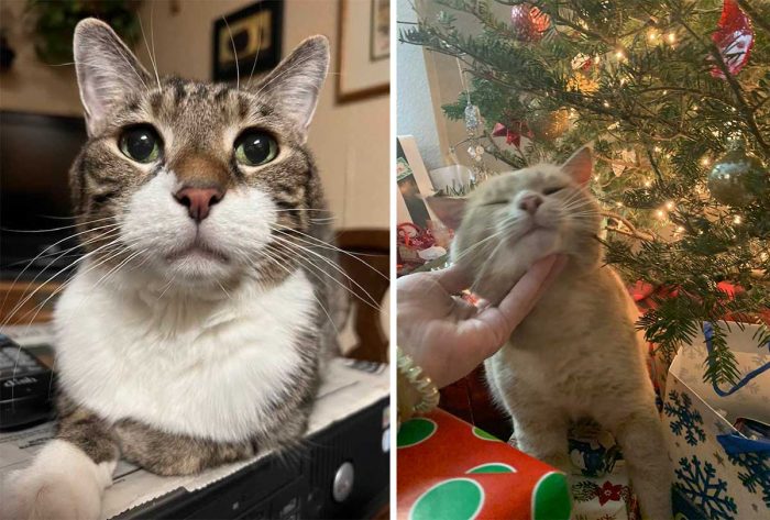 Best Cat Photos Sent To Us This Week (26 December 2021)