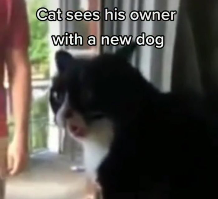 Cat Dramatic Reaction To Owner Bringing Dog Home