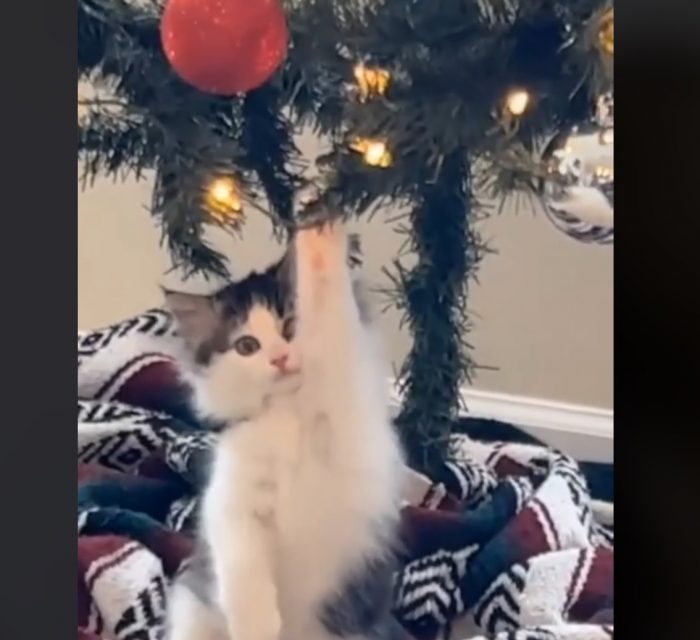 Funny Cats Christmas Compilation