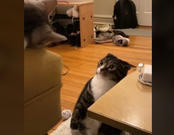 Funny Short Cat Fight Video