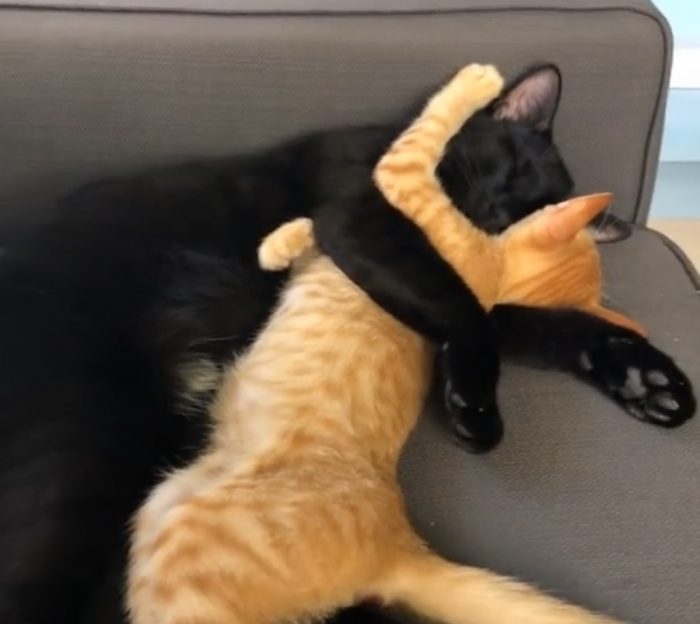 These Hugging Cats Will Make You Smile