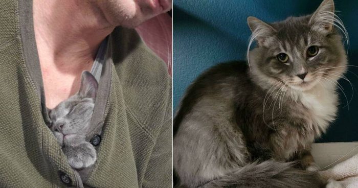 12 Uplifting Rescue Cat Photos