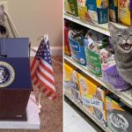 Cats With Jobs 15 Hilarious Photos