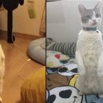Funny Cats Standing Up (12 Photos)