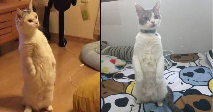 Funny Cats Standing Up (12 Photos)
