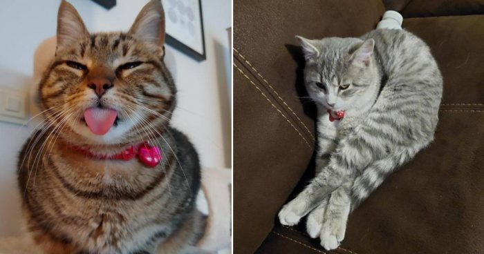 These 12 Cats Are Just Too Cute And Funny