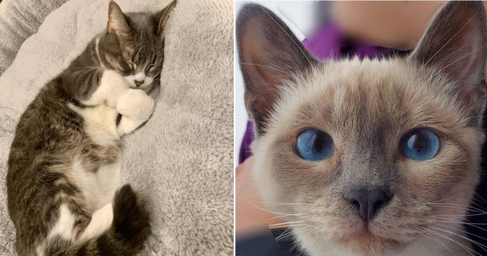 10 Cute Cat Photos That Will Make You Go Aww