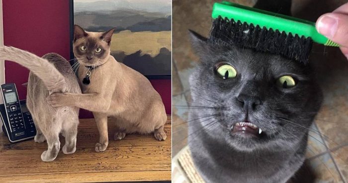 These 14 Cute Weirdo Kitties Are Funny