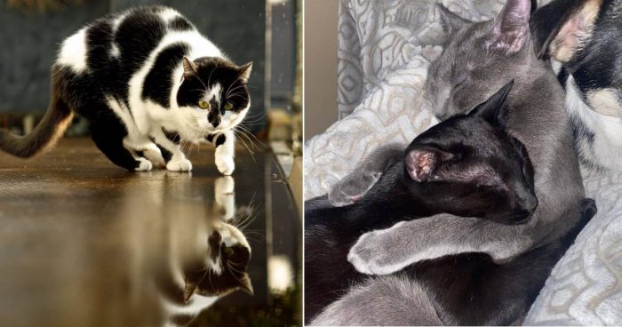 Best Cat Photos Sent To Us This Week (30 January 2022)