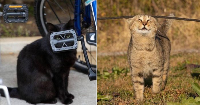 15 Funny And Cute Photos Of Japan’s Stray Cats