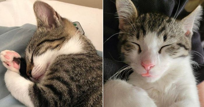 These 12 Cats Forgot To Put Their Tongue In