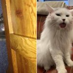 12 Funny Cats Acting Like Adorable Jerks