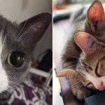 Best Cat Photos Sent To Us This Week (16 January 2022)