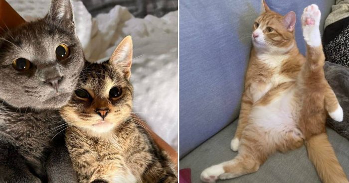 Best Cat Photos Sent To Us This Week (02 January 2022)