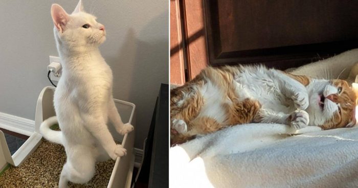 Hilarious Cute Cats Acting Strange Compilation (12 Photos)