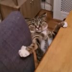 Cat Has A Dramatic Funny Fall From Table