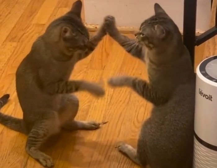 Cats Playing Patty-Cake In Hilarious Video