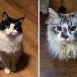 Best Cat Photos Sent To Us This Week (23 January 2022)