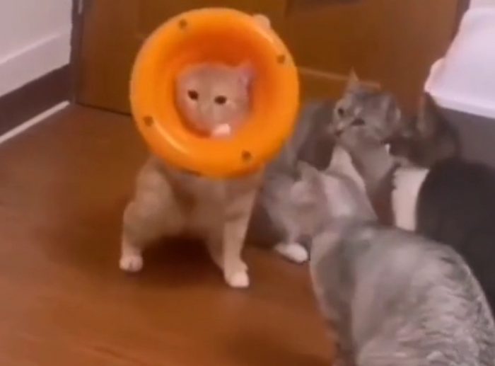 Random Funny Cats Short Compilation