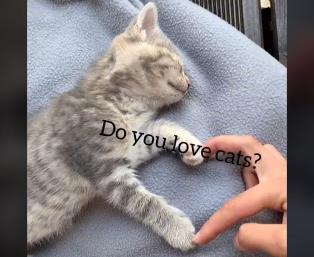 Cats Showing Affection To Their Owners Compilation Viral Cats Blog