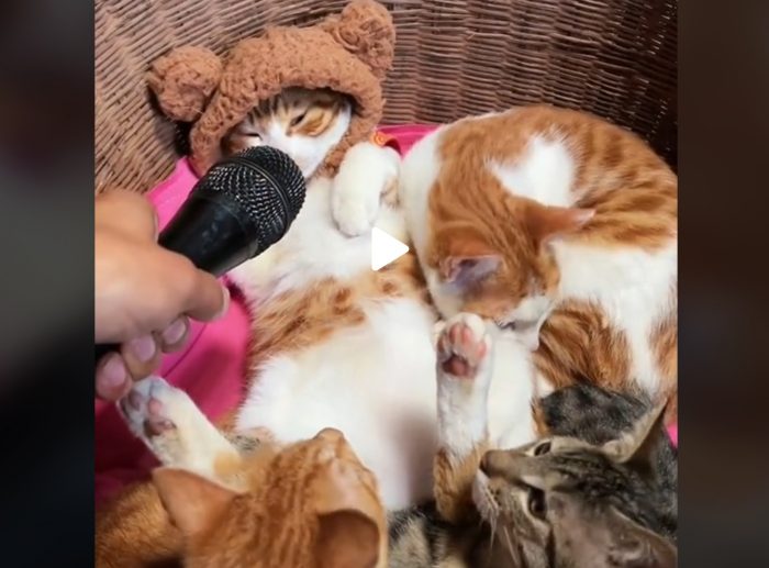 Cats Hilarious Reaction To Microphone