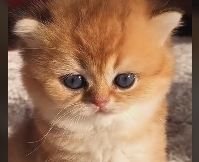 Tiny Adorable Kitten Video