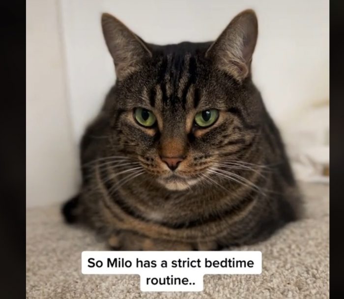 Milo’s Strict Bedtime Routine Gets Changed