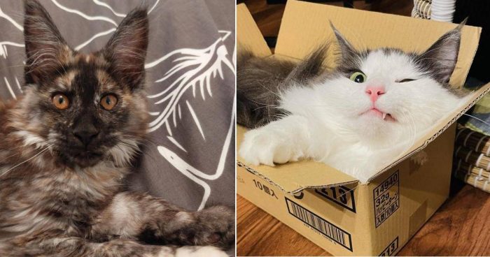 These 10 Supermeowdel Cats Are Pawsome