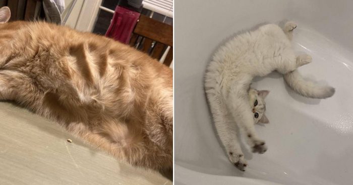 12 Funny Moments With Cats
