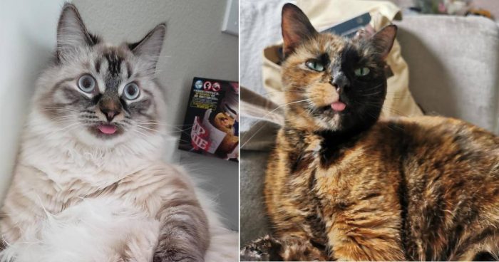 These 12 Cats Have The Cutest Blep