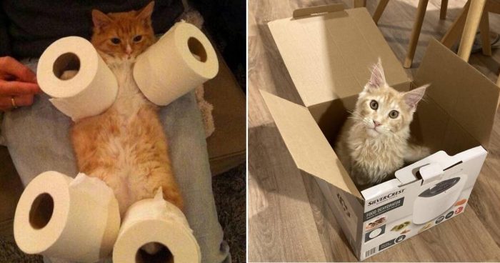 10 Cute And Weird Cats In Action