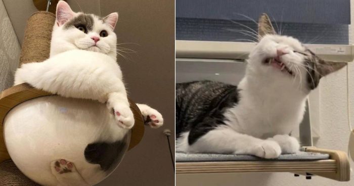 12 Pawsome Moments With Cats