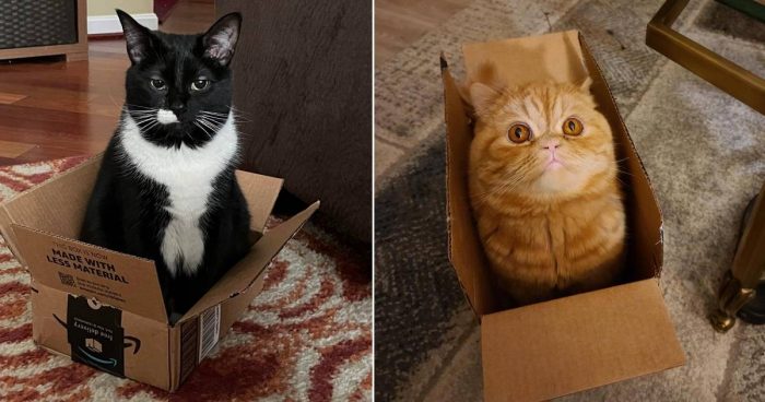 These 10 Cat Traps Are Very Effective