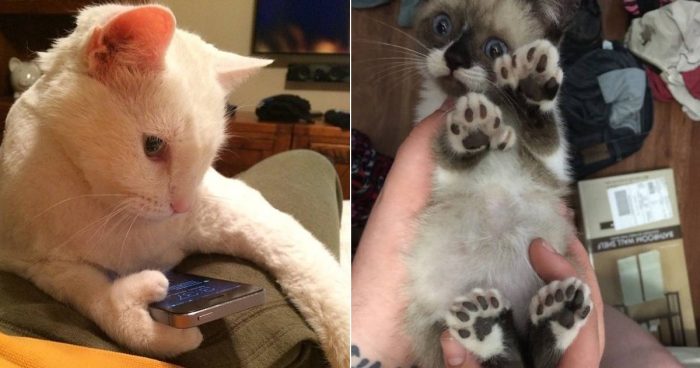 These 14 Polydactyl Cats Are Too Cute