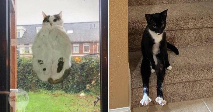 These 12 Weirdo Kitties Are Too Funny