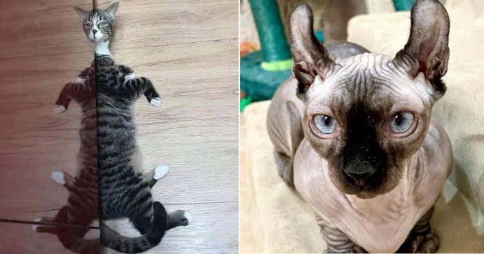 These 11 Cat Photos Prove They Are Aliens