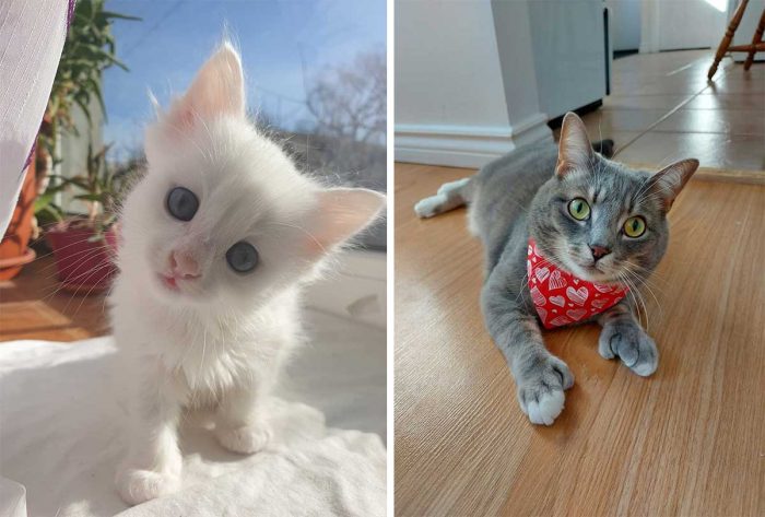 Best Cat Photos Sent To Us This Week (06 February 2022)