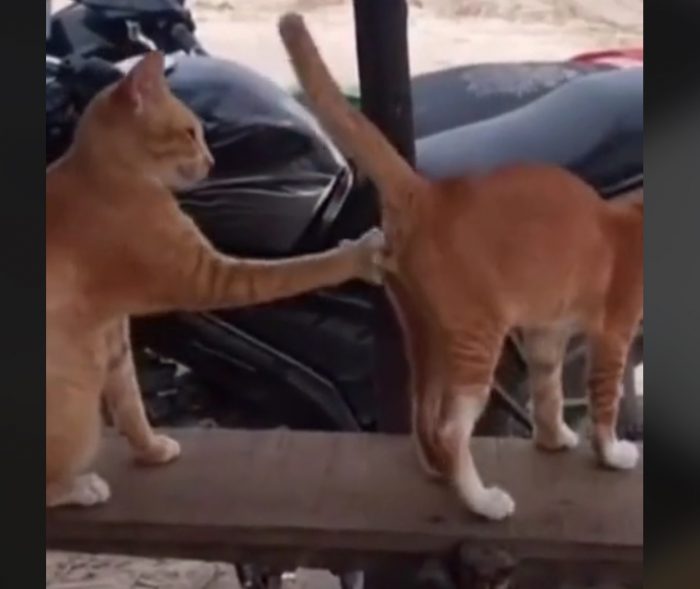 Weird Cat Moments [Short Video]