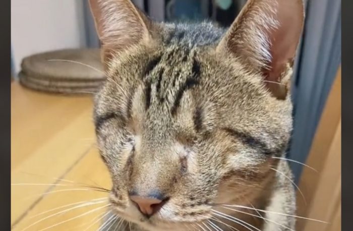 This Blind Cat Is Too Cute [Video]