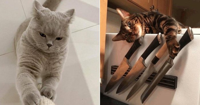 These 14 Cats Are Too Funny And Cute