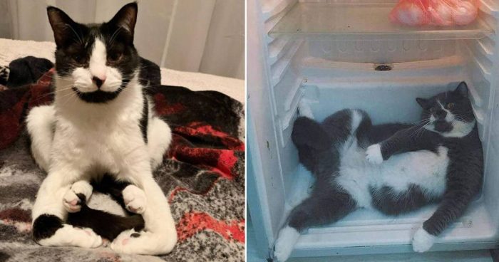 15 Cats Acting So Weird, People Had To Take A Photo