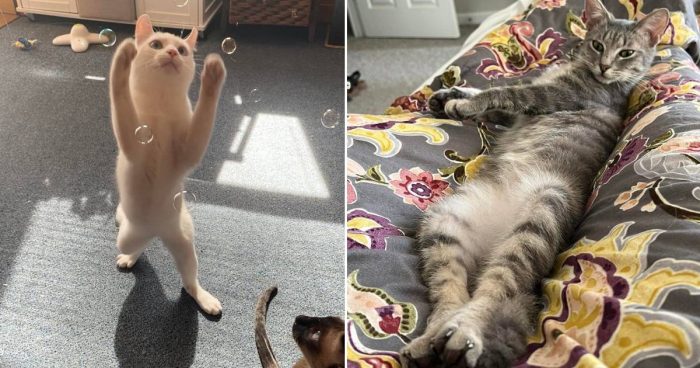 Best Cat Photos Sent To Us This Week (13 March 2022)