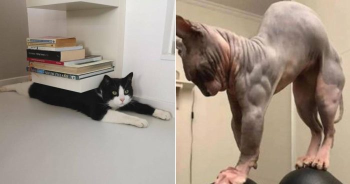 Hilarious Cats With Jobs (12 Photos)